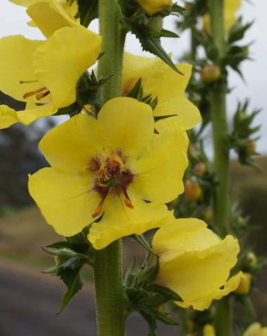 Fotografia de capa Verbascum virgatum - do Jardim Botânico