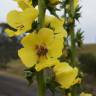 Fotografia 1 da espécie Verbascum virgatum do Jardim Botânico UTAD