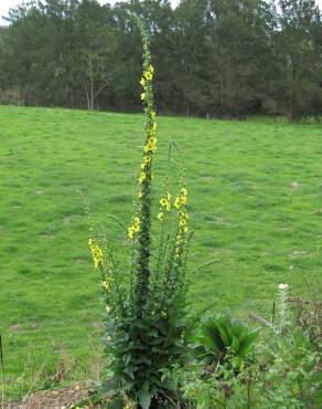 Fotografia 12 da espécie Verbascum virgatum no Jardim Botânico UTAD