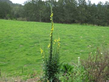 Fotografia da espécie Verbascum virgatum