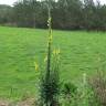 Fotografia 12 da espécie Verbascum virgatum do Jardim Botânico UTAD