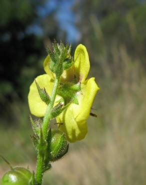 Fotografia 13 da espécie Verbascum virgatum no Jardim Botânico UTAD