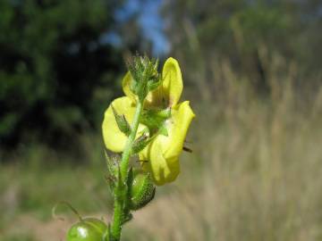 Fotografia da espécie Verbascum virgatum