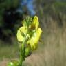 Fotografia 13 da espécie Verbascum virgatum do Jardim Botânico UTAD