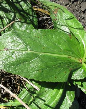 Fotografia 14 da espécie Verbascum virgatum no Jardim Botânico UTAD