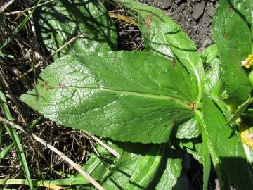 Fotografia da espécie Verbascum virgatum