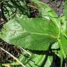 Fotografia 14 da espécie Verbascum virgatum do Jardim Botânico UTAD