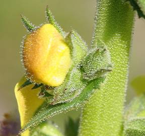 Fotografia da espécie Verbascum virgatum