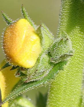 Fotografia 15 da espécie Verbascum virgatum no Jardim Botânico UTAD