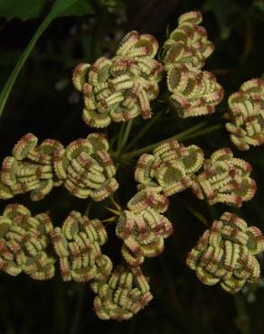 Fotografia 3 da espécie Tordylium apulum no Jardim Botânico UTAD