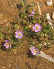 Spergularia media