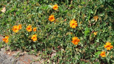 Fotografia da espécie Thunbergia gregorii