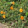 Fotografia 6 da espécie Thunbergia gregorii do Jardim Botânico UTAD