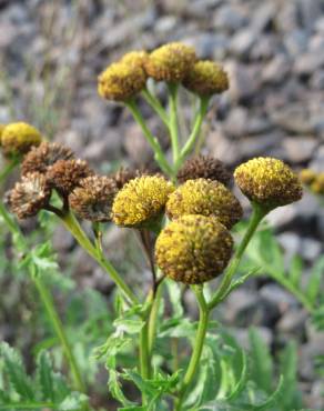 Fotografia 3 da espécie Tanacetum vulgare no Jardim Botânico UTAD