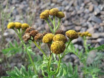 Fotografia da espécie Tanacetum vulgare