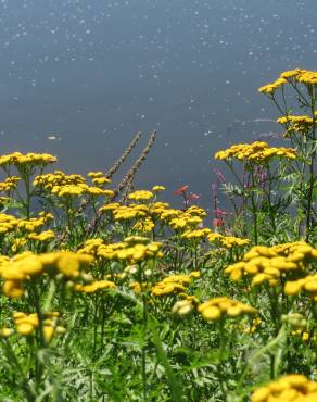 Fotografia 4 da espécie Tanacetum vulgare no Jardim Botânico UTAD