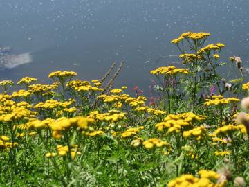 Fotografia da espécie Tanacetum vulgare