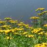 Fotografia 4 da espécie Tanacetum vulgare do Jardim Botânico UTAD