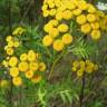 Fotografia 7 da espécie Tanacetum vulgare do Jardim Botânico UTAD