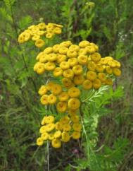 Tanacetum vulgare