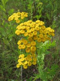 Fotografia da espécie Tanacetum vulgare