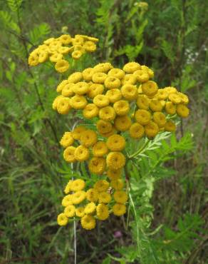 Fotografia 1 da espécie Tanacetum vulgare no Jardim Botânico UTAD