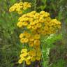 Fotografia 1 da espécie Tanacetum vulgare do Jardim Botânico UTAD