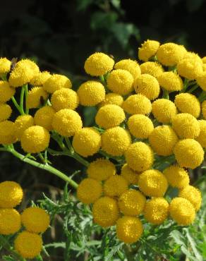 Fotografia 9 da espécie Tanacetum vulgare no Jardim Botânico UTAD