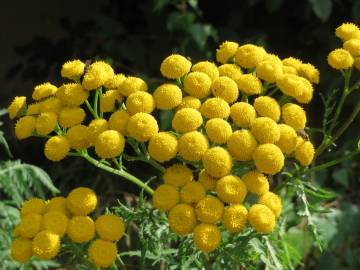 Fotografia da espécie Tanacetum vulgare