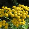 Fotografia 9 da espécie Tanacetum vulgare do Jardim Botânico UTAD