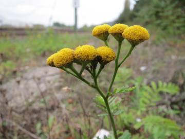 Fotografia da espécie Tanacetum vulgare