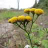 Fotografia 10 da espécie Tanacetum vulgare do Jardim Botânico UTAD