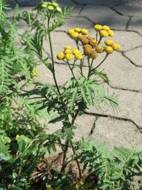 Fotografia da espécie Tanacetum vulgare