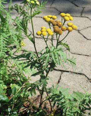 Fotografia 12 da espécie Tanacetum vulgare no Jardim Botânico UTAD