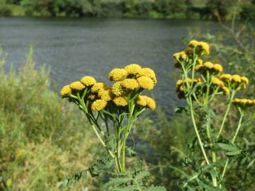 Fotografia da espécie Tanacetum vulgare