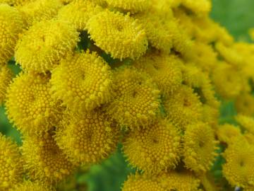 Fotografia da espécie Tanacetum vulgare