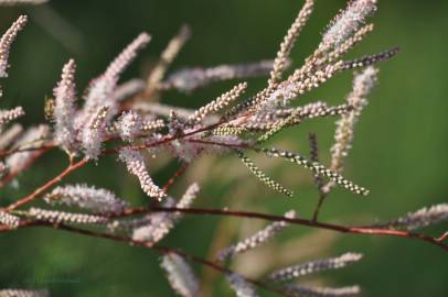 Fotografia da espécie Tamarix parviflora