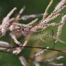 Fotografia 6 da espécie Tamarix parviflora do Jardim Botânico UTAD