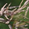 Fotografia 6 da espécie Tamarix parviflora do Jardim Botânico UTAD