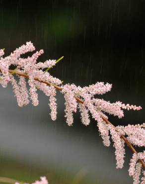 Fotografia 7 da espécie Tamarix parviflora no Jardim Botânico UTAD