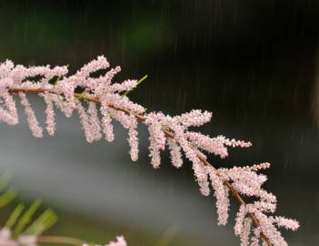 Fotografia da espécie Tamarix parviflora