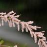 Fotografia 7 da espécie Tamarix parviflora do Jardim Botânico UTAD