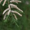 Fotografia 8 da espécie Tamarix parviflora do Jardim Botânico UTAD