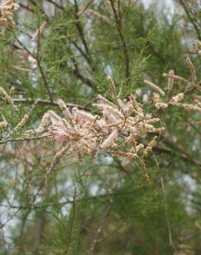 Fotografia 9 da espécie Tamarix parviflora no Jardim Botânico UTAD