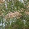 Fotografia 9 da espécie Tamarix parviflora do Jardim Botânico UTAD