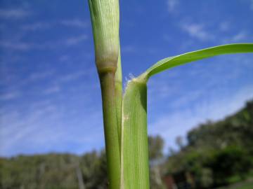 Fotografia da espécie Stenotaphrum secundatum