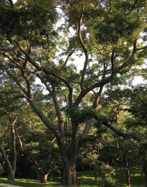 Fotografia 1 da espécie Styphnolobium japonicum no Jardim Botânico UTAD