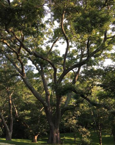 Fotografia de capa Styphnolobium japonicum - do Jardim Botânico