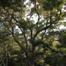 Fotografia 1 da espécie Styphnolobium japonicum do Jardim Botânico UTAD