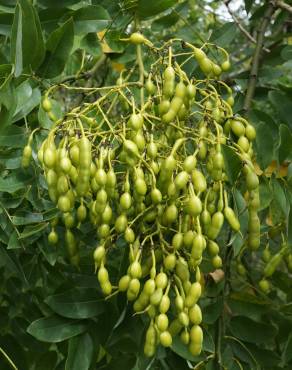 Fotografia 6 da espécie Styphnolobium japonicum no Jardim Botânico UTAD